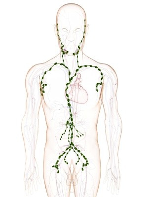 Lymphsystem